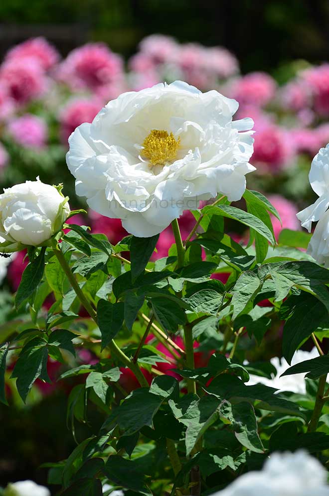 ボタン 白神｜花の手帖の牡丹図鑑