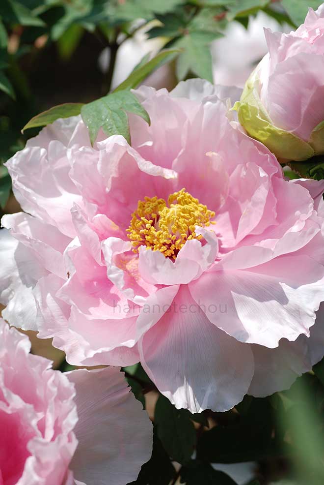 ボタン 花競｜花の手帖の牡丹図鑑