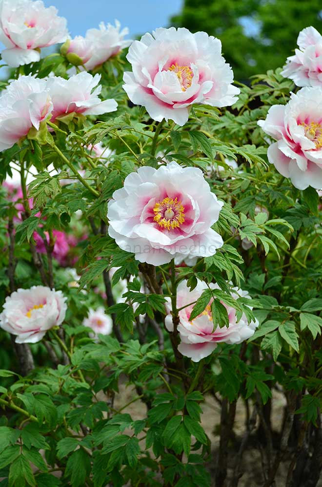 ボタン 春の曙｜花の手帖の牡丹図鑑