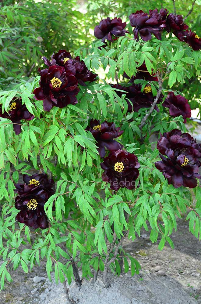 ボタン 初烏｜花の手帖の牡丹図鑑