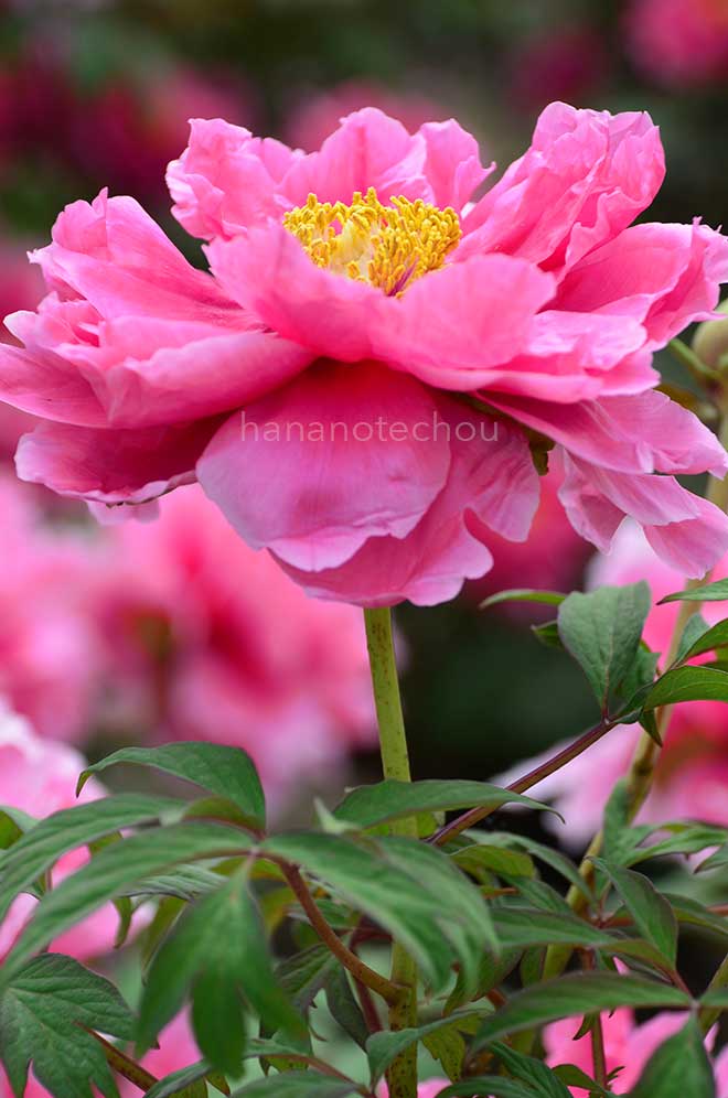 ボタン 初日の出｜花の手帖の牡丹図鑑