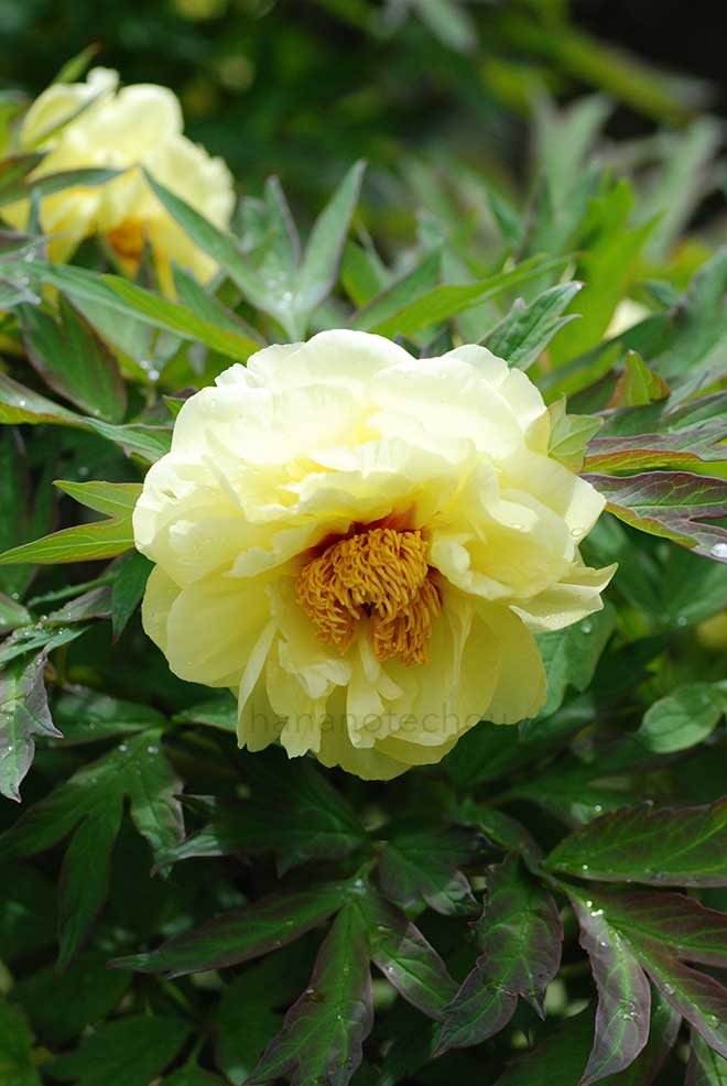 ボタン ハイヌーン｜花の手帖の牡丹図鑑