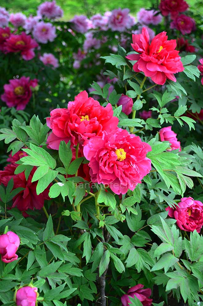 ボタン 豊代｜花の手帖の牡丹図鑑