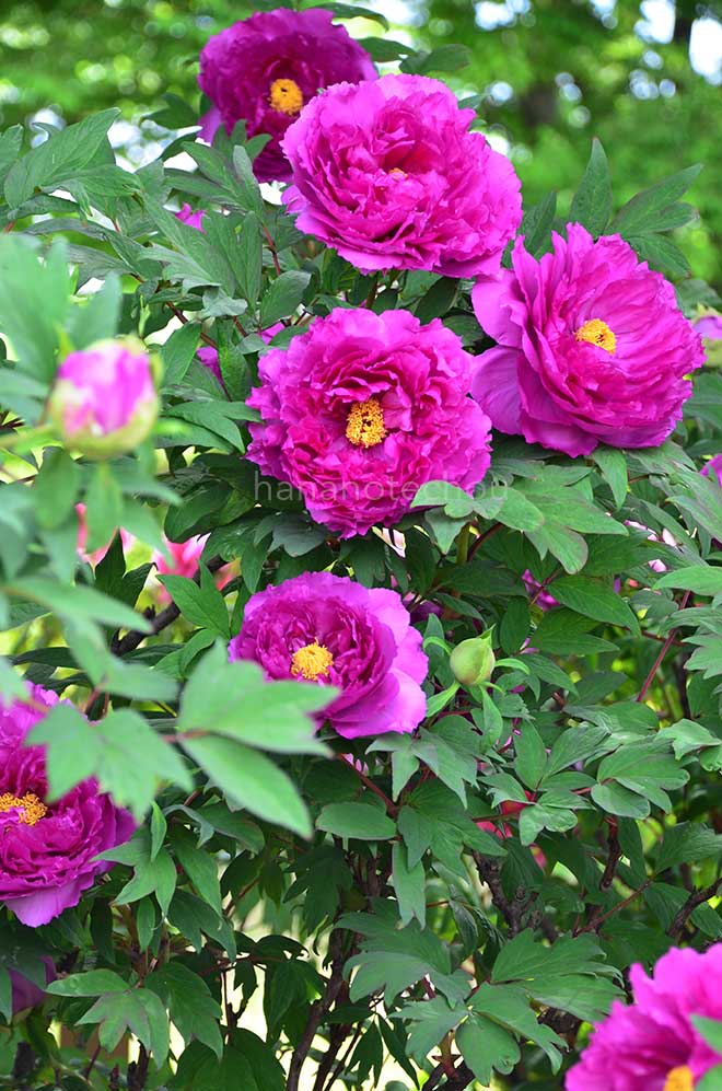 ボタン 豊楽門｜花の手帖の牡丹図鑑