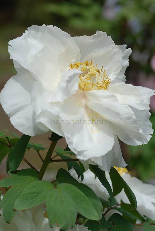 ボタン 郁芳門｜花の手帖の牡丹図鑑