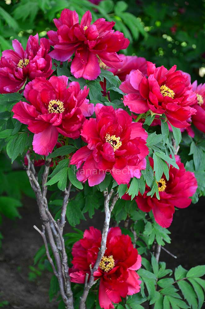 ボタン 今猩々｜花の手帖の牡丹図鑑