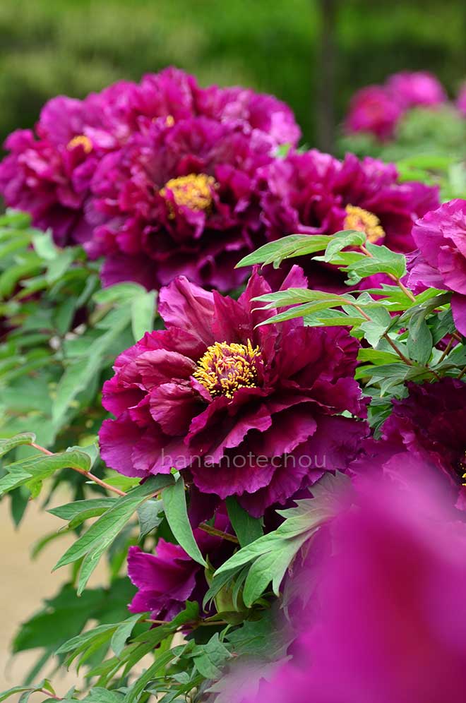 ボタン 磯の波｜花の手帖の牡丹図鑑