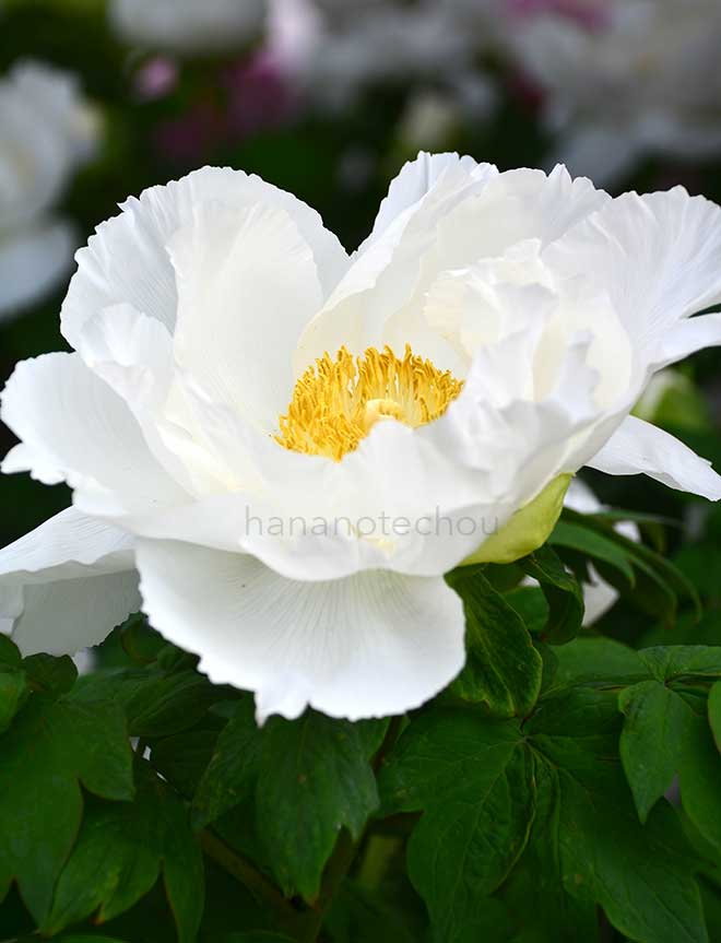 ボタン 花香殿｜花の手帖の牡丹図鑑