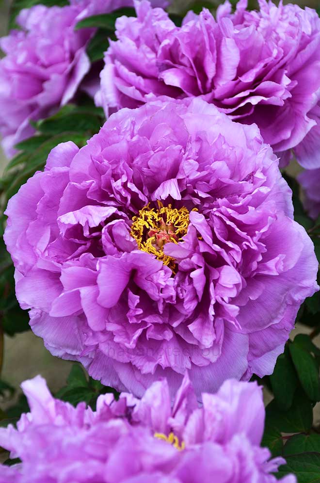 ボタン 鎌田藤｜花の手帖の牡丹図鑑