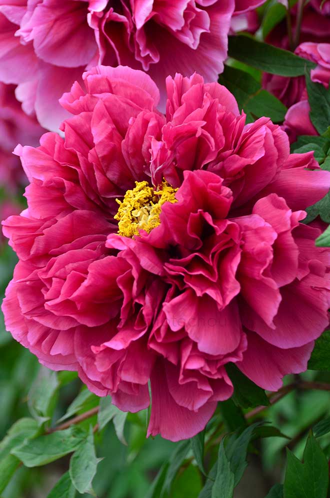 ボタン 花王｜花の手帖の牡丹図鑑