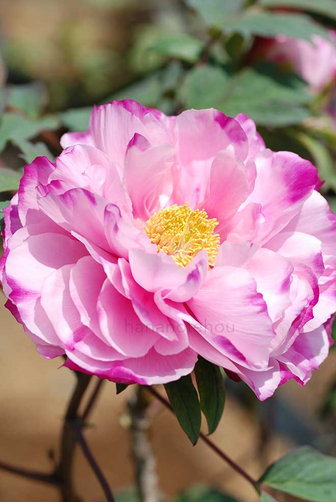 ボタン 春日山｜花の手帖の牡丹図鑑