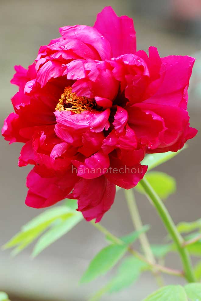 ボタン 建礼門｜花の手帖の牡丹図鑑