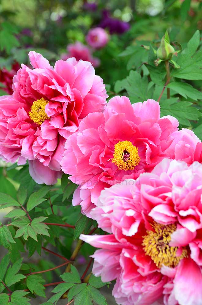 ボタン 麒麟司｜花の手帖の牡丹図鑑