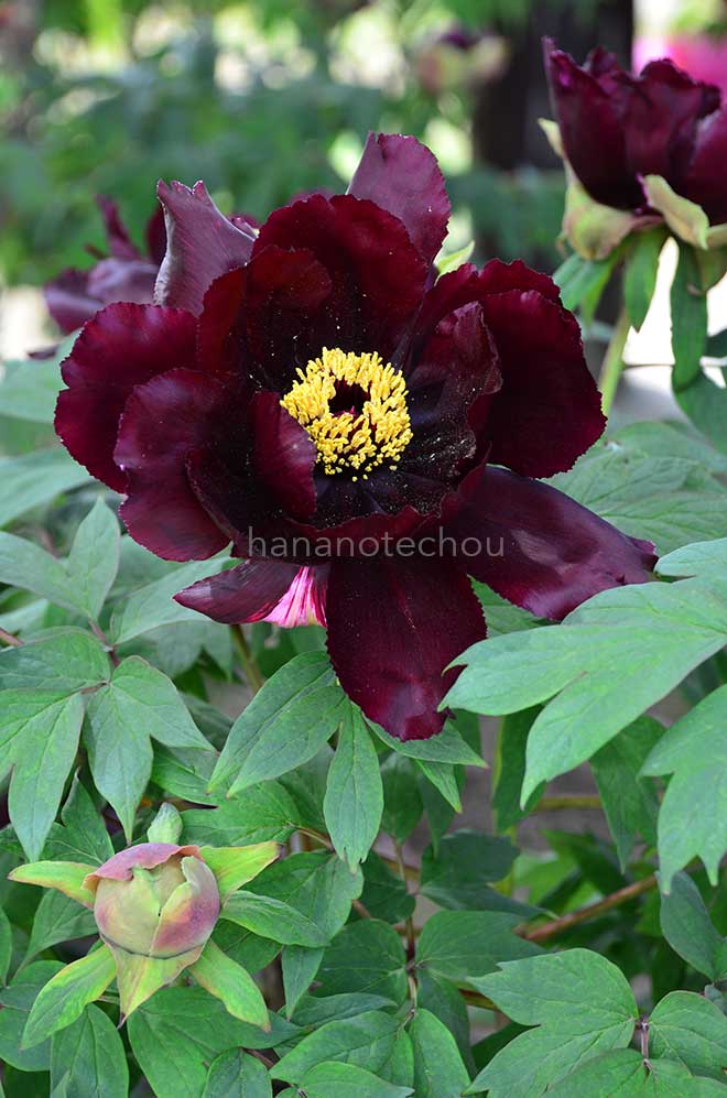 ボタン 黒光司｜花の手帖の牡丹図鑑