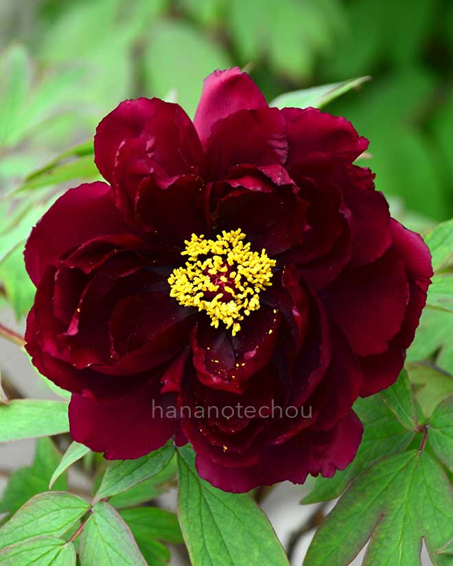 ボタン 黒鳥｜花の手帖の牡丹図鑑