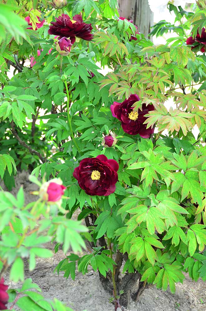 ボタン 黒鳥｜花の手帖の牡丹図鑑