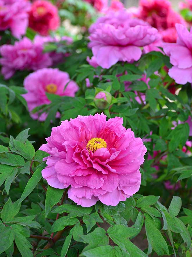 ボタン 越の舞姫｜花の手帖の牡丹図鑑