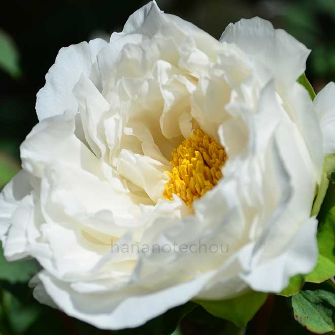 ボタン 越の雪｜花の手帖の牡丹図鑑