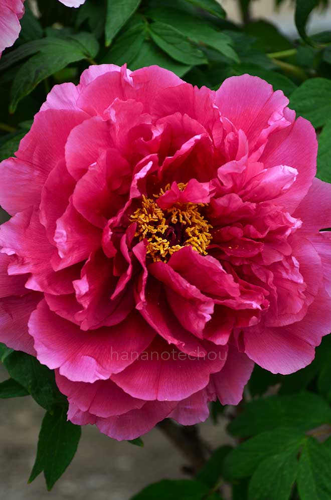 ボタン 紅旭｜花の手帖の牡丹図鑑