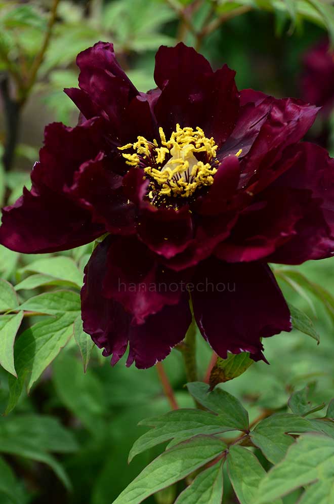 ボタン 皇嘉門｜花の手帖の牡丹図鑑