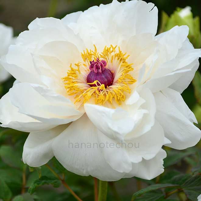 ボタン 御国の旗｜花の手帖の牡丹図鑑