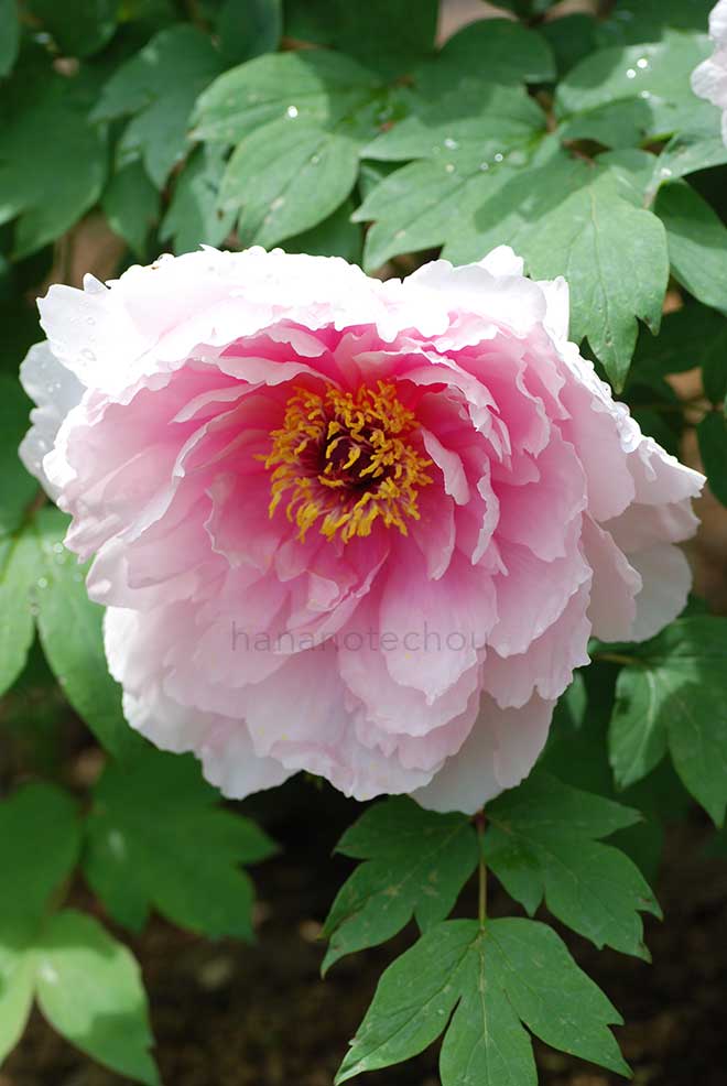 ボタン 港の桜｜花の手帖の牡丹図鑑