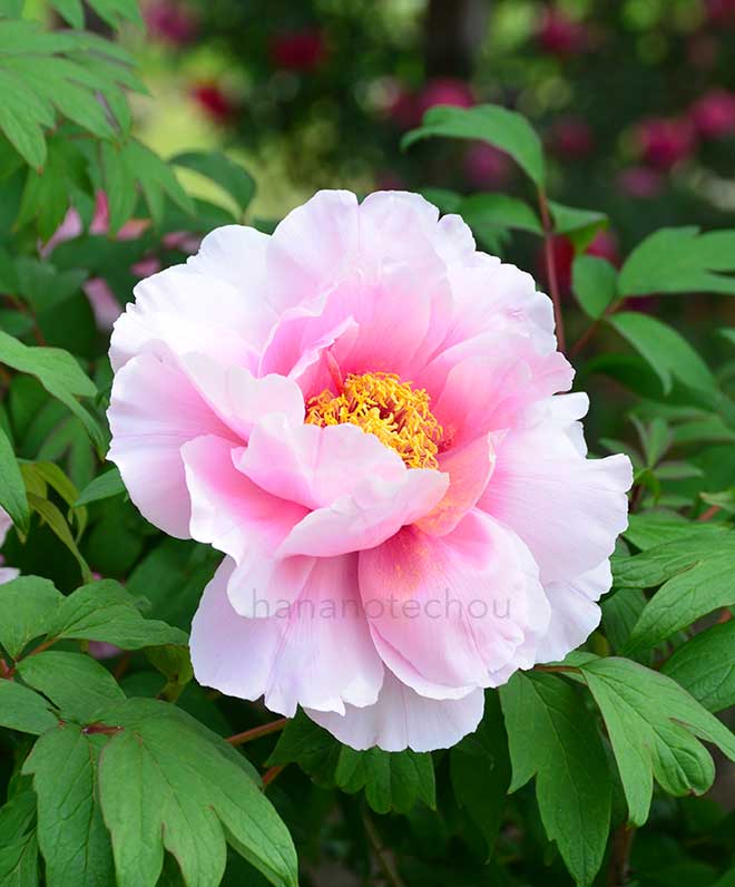 ボタン 村松桜｜花の手帖の牡丹図鑑