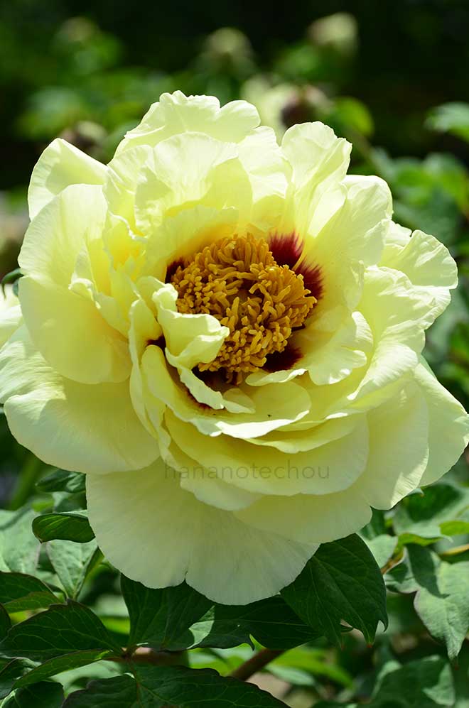 ボタン 黄冠｜花の手帖の牡丹図鑑