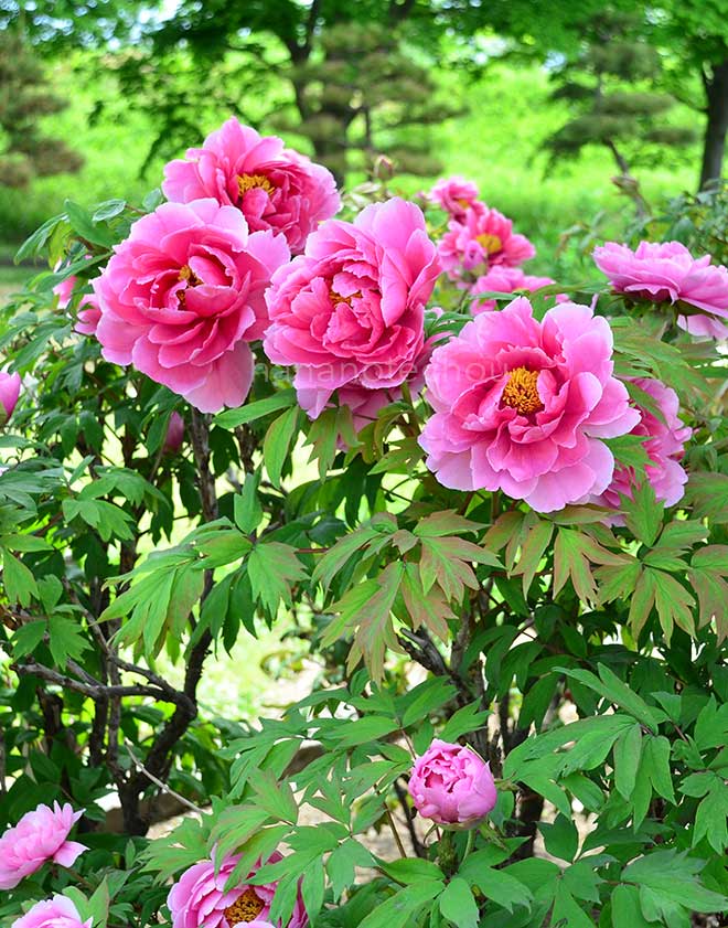 ボタン 嵐山｜花の手帖の牡丹図鑑