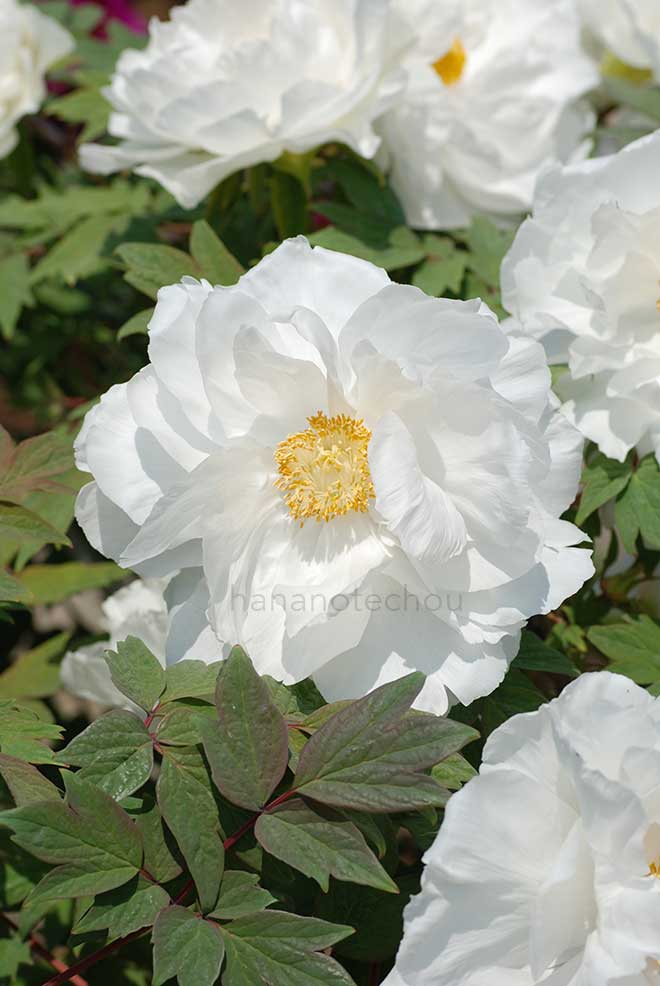 ボタン 連鶴｜花の手帖の牡丹図鑑