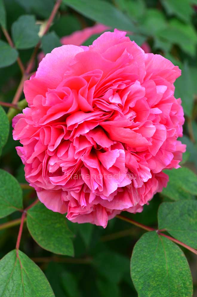 ボタン ライン エリザベス｜花の手帖の牡丹図鑑