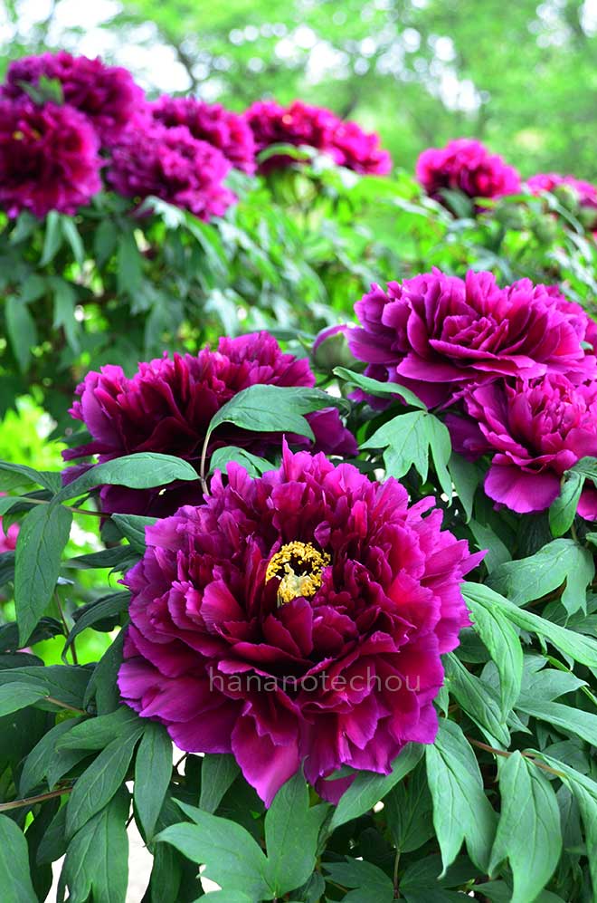 ボタン 麟鳳｜花の手帖の牡丹図鑑