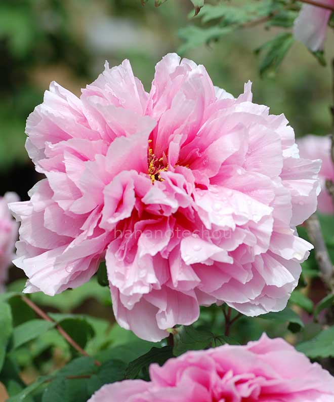 ボタン 聖代｜花の手帖の牡丹図鑑