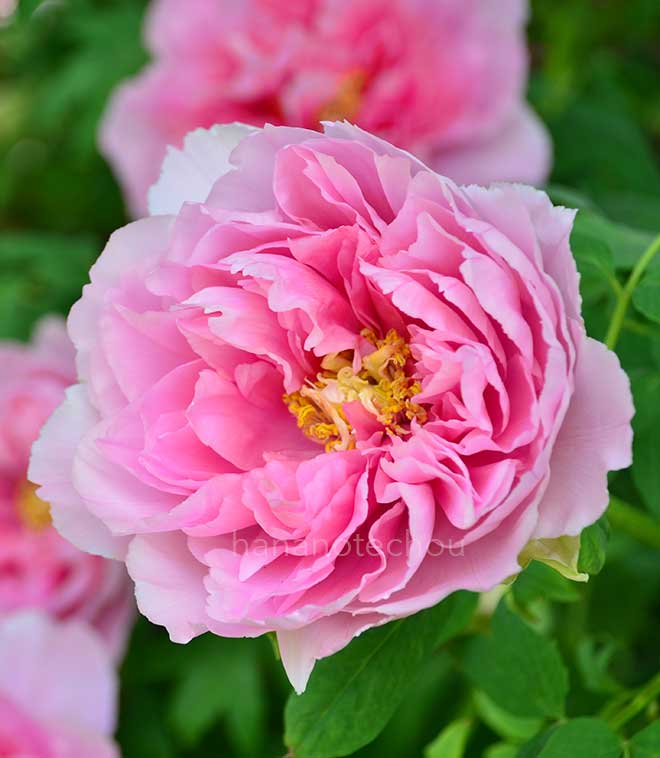 ボタン 宣陽門｜花の手帖の牡丹図鑑