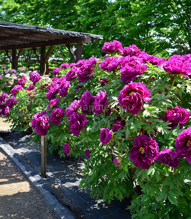 ボタン 島大臣｜花の手帖の牡丹図鑑