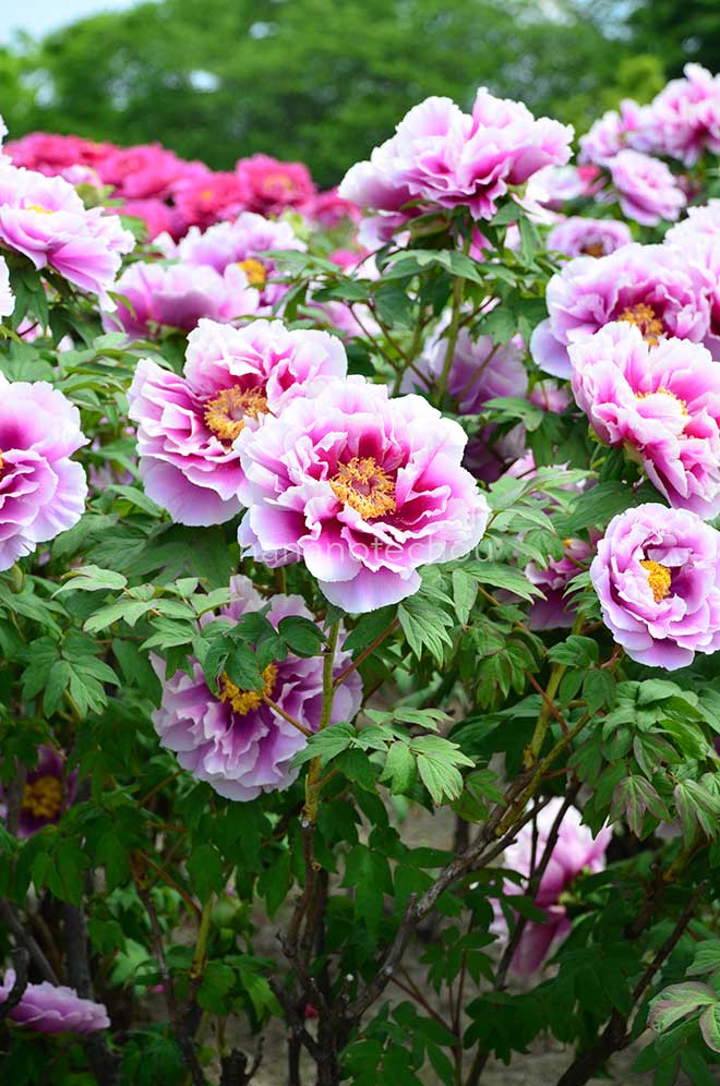 ボタン 島根長寿楽｜花の手帖の牡丹図鑑