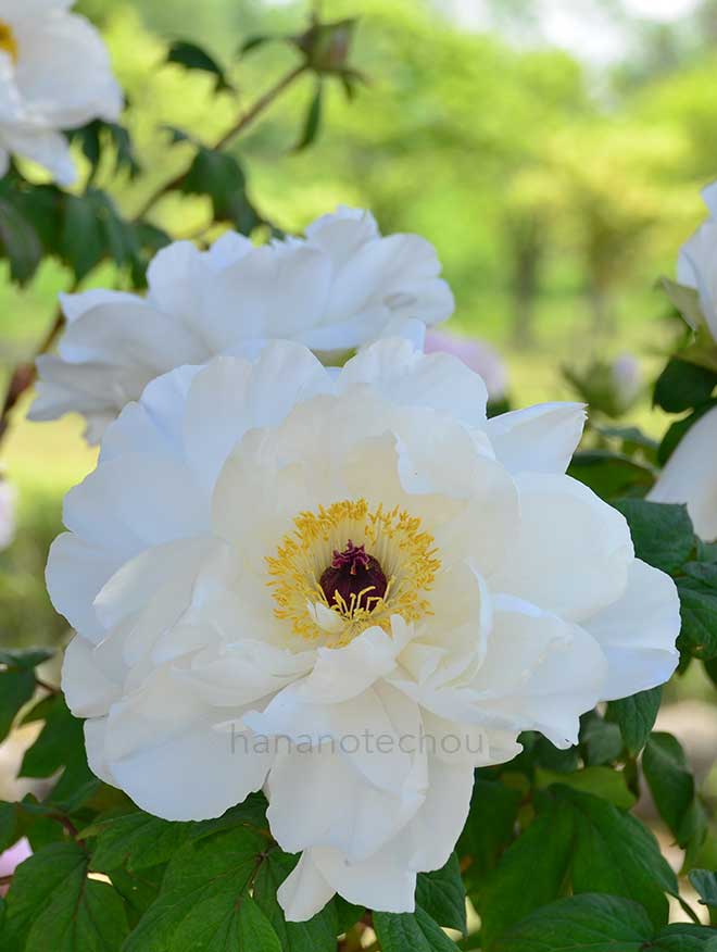 ボタン 島根白雁｜花の手帖の牡丹図鑑