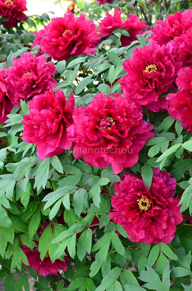 ボタン 島の輝｜花の手帖の牡丹図鑑