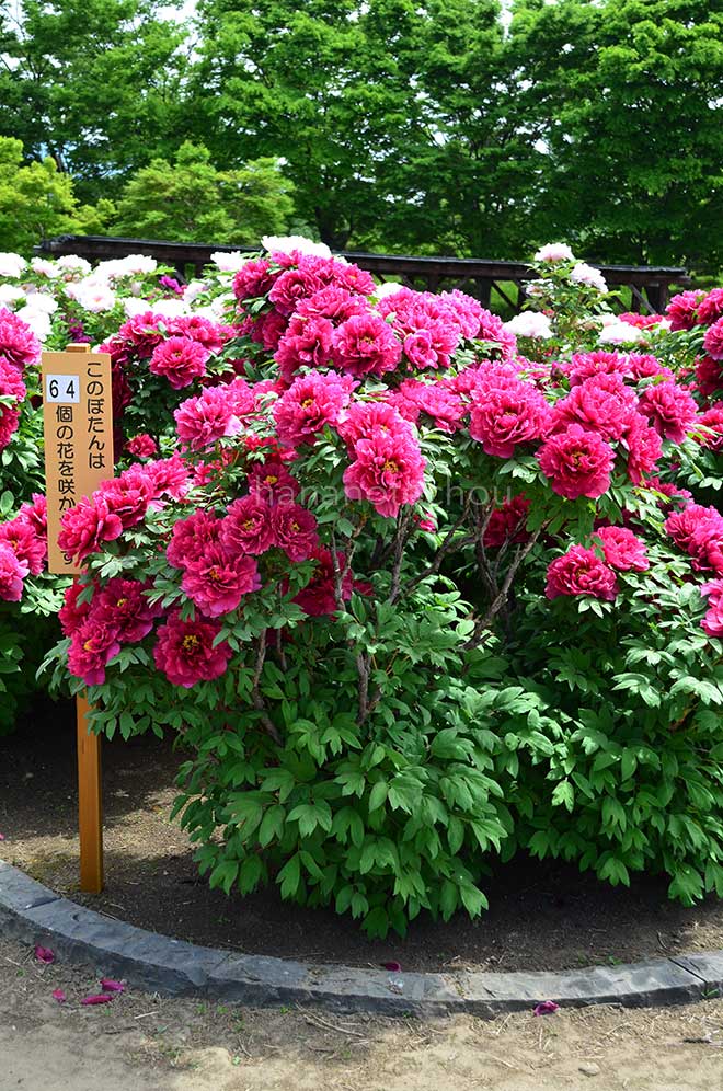 ボタン 島の輝｜花の手帖の牡丹図鑑