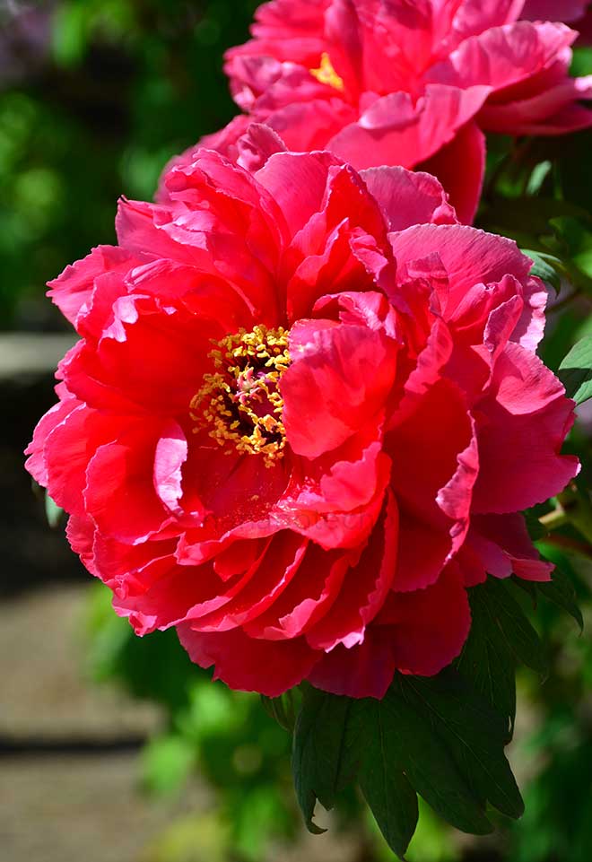 ボタン 新島の輝｜花の手帖の牡丹図鑑