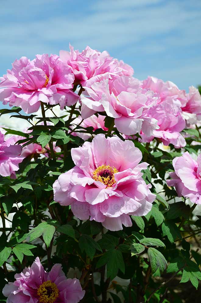 ボタン 新天地｜花の手帖の牡丹図鑑