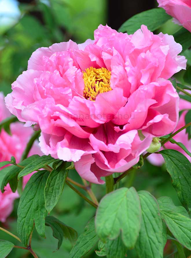 ボタン 新桃園｜花の手帖の牡丹図鑑