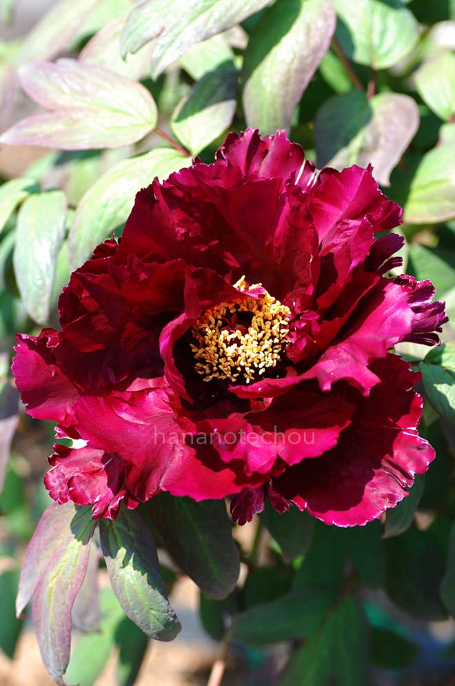 ボタン 墨の一｜花の手帖の牡丹図鑑