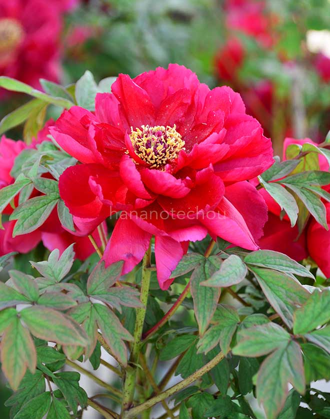 ボタン 太陽｜花の手帖の牡丹図鑑