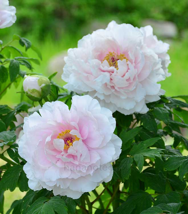 ボタン 天衣｜花の手帖の牡丹図鑑