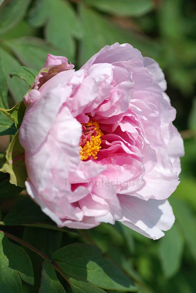 ボタン 九十九獅子｜花の手帖の牡丹図鑑