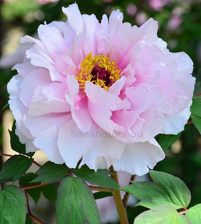 ボタン 八重桜｜花の手帖の牡丹図鑑