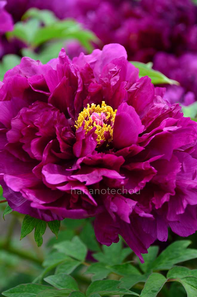 ボタン 八雲｜花の手帖の牡丹図鑑