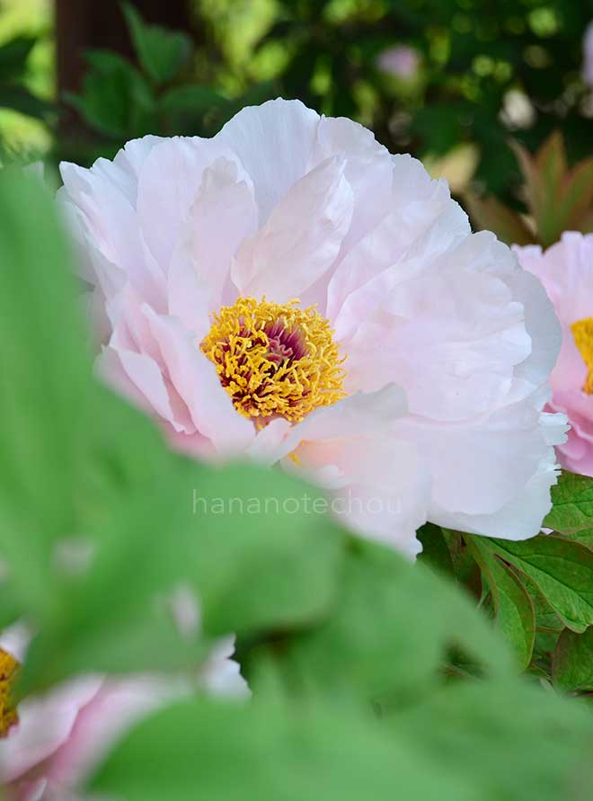 ボタン 四方桜｜花の手帖の牡丹図鑑