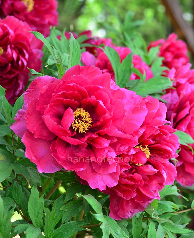 ボタン 陽明門｜花の手帖の牡丹図鑑